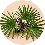 Saw Palmetto